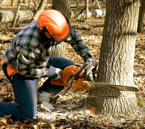 Tree Removal in Albion, ME